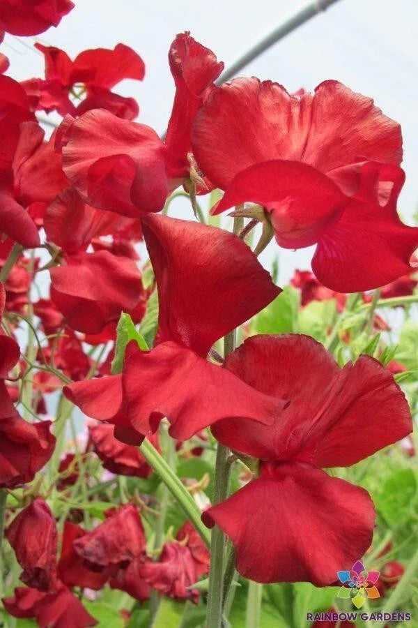 Sweet Pea Seeds Pack - Lathyrus odoratus, Climbing, Fragrant Flowers, Garden Planting, 50+ Seeds