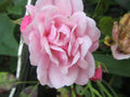 Organic Pink Rose Cuttings - 5 Pack Ready to Root Rosa spp. for Garden, Borders & Containers