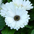 White Gerbera Daisy Seeds - 200+ Pack for Garden Planting - Gerbera jamesonii - Perennial Flowers
