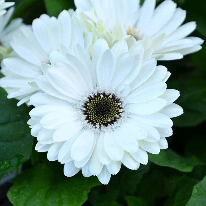 White Gerbera Daisy Seeds - 200+ Pack for Garden Planting - Gerbera jamesonii - Perennial Flowers