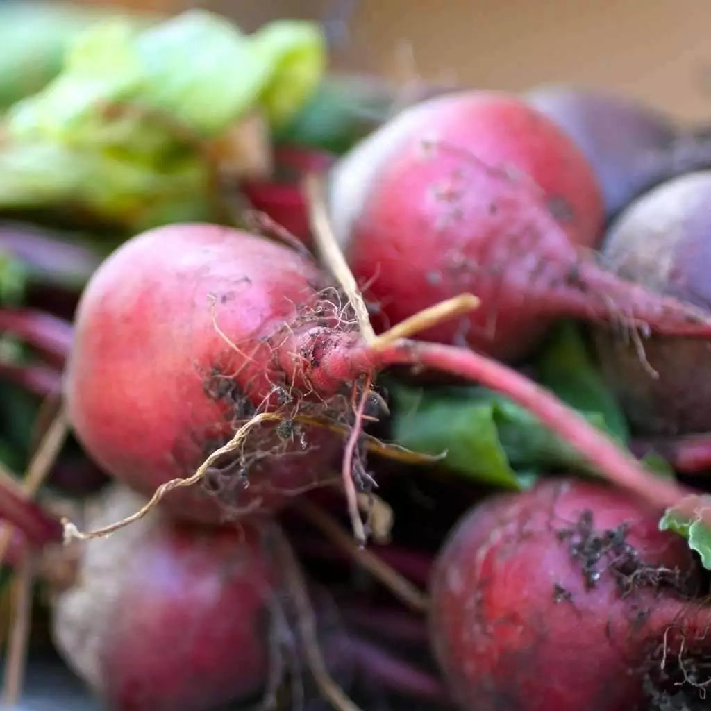 Early Wonder Beet Seeds - Tall Top Variety, Non-GMO Beetroot Seeds for Gardening, Multiple Sizes Available