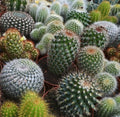 Cactus Seeds Mix - 30+ Varieties for Indoor Outdoor Garden Succulent Plants Seed Collection