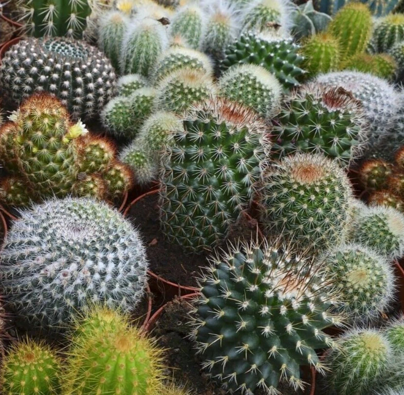 Cactus Seeds Mix - 30+ Varieties for Indoor Outdoor Garden Succulent Plants Seed Collection