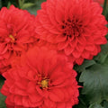 25 Grande Topia Dahlia Seeds - Perennial Flowering Bulbs for Garden Beds & Borders - Dahlia pinnata