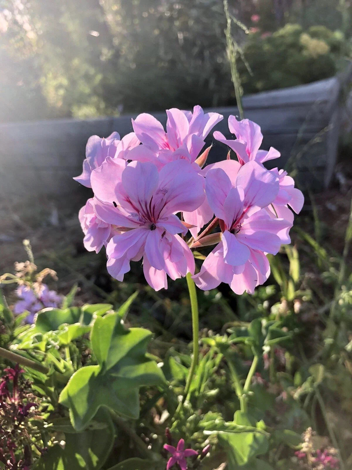 Trailing Ivy Geranium Cuttings 3x6" Lavender Pelargonium Peltatum, Hanging Basket, Container Plant