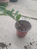 ZZ Plant - Medium Size Green Foliage Zamioculcas zamiifolia Indoor Houseplant