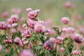 Alsike Pink Clover Seeds - Bulk Trifolium hybridum Herb Seeds for Pollinators & Remedies, Easy to Grow