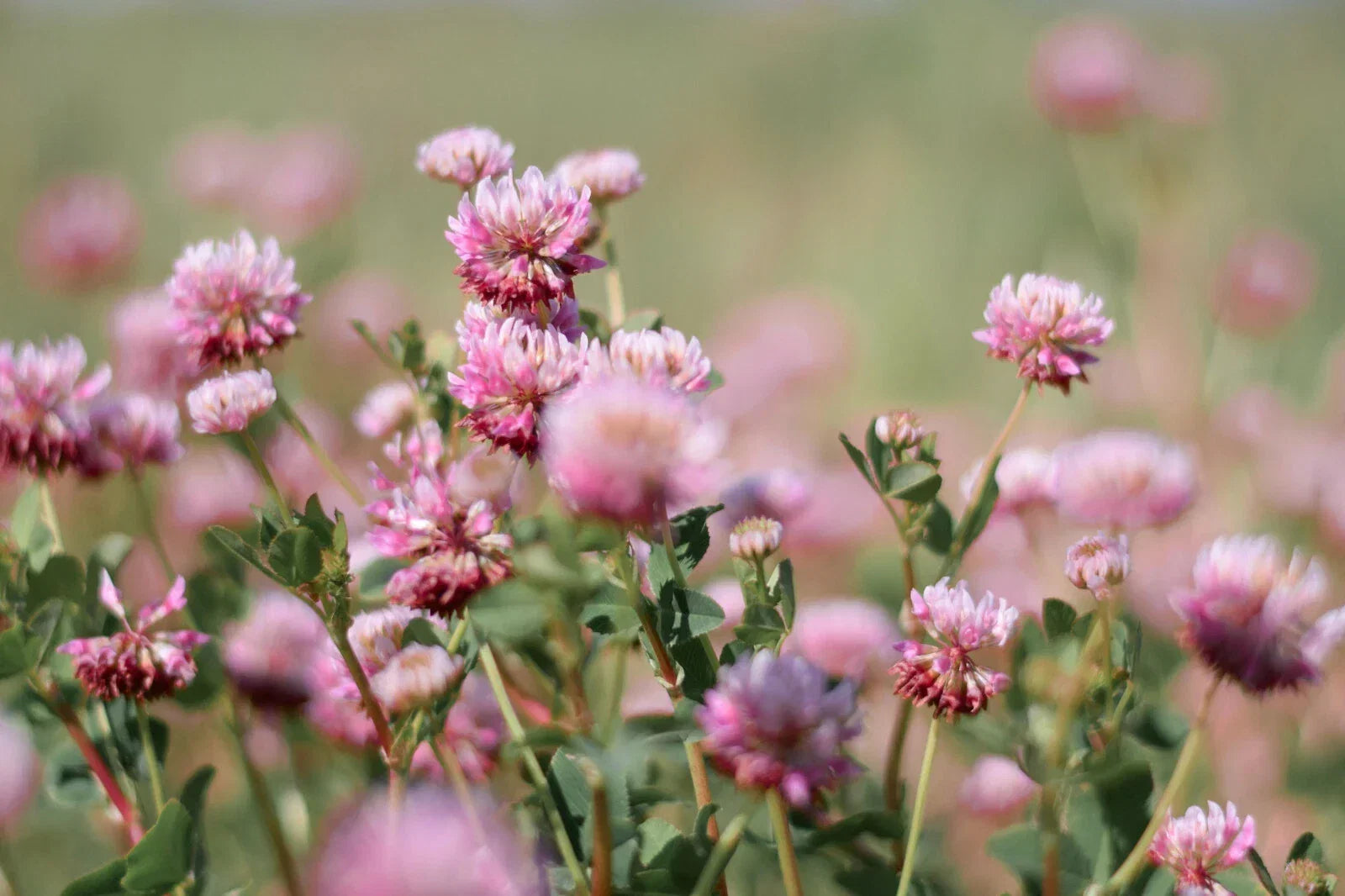 Alsike Pink Clover Seeds - Bulk Trifolium hybridum Herb Seeds for Pollinators & Remedies, Easy to Grow