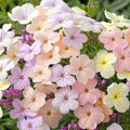 50 Creme Brule Phlox Seeds - Perennial Flower Seeds for Borders, Pollinator Friendly, Phlox paniculata, Easy to Grow, US Seller