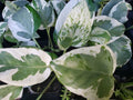 Pothos Vine Plant - Rooted Pearls and Jade Epipremnum aureum - Green & Cream Heart Leaf Indoor Plant