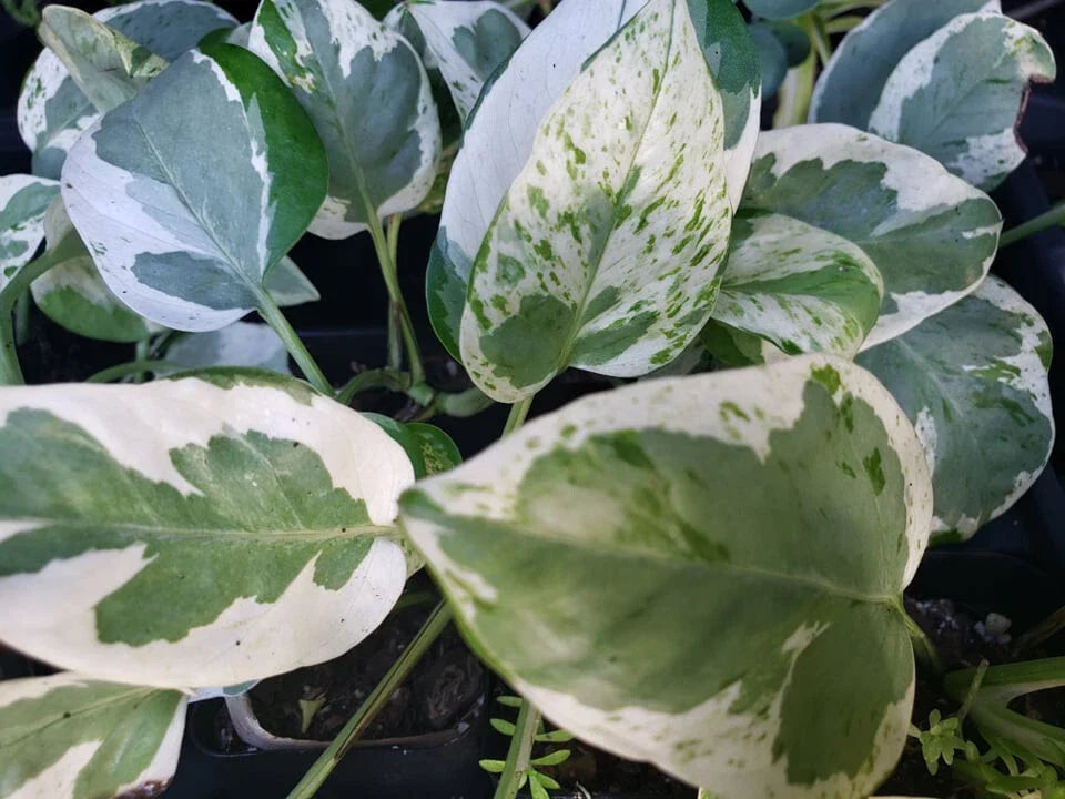 Pothos Vine Plant - Rooted Pearls and Jade Epipremnum aureum - Green & Cream Heart Leaf Indoor Plant
