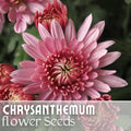 Chrysanthemum Seeds - Ayslee Pink Mum - 200 Annual Flower Seeds for Gardens & Borders - Chrysanthemum morifolium