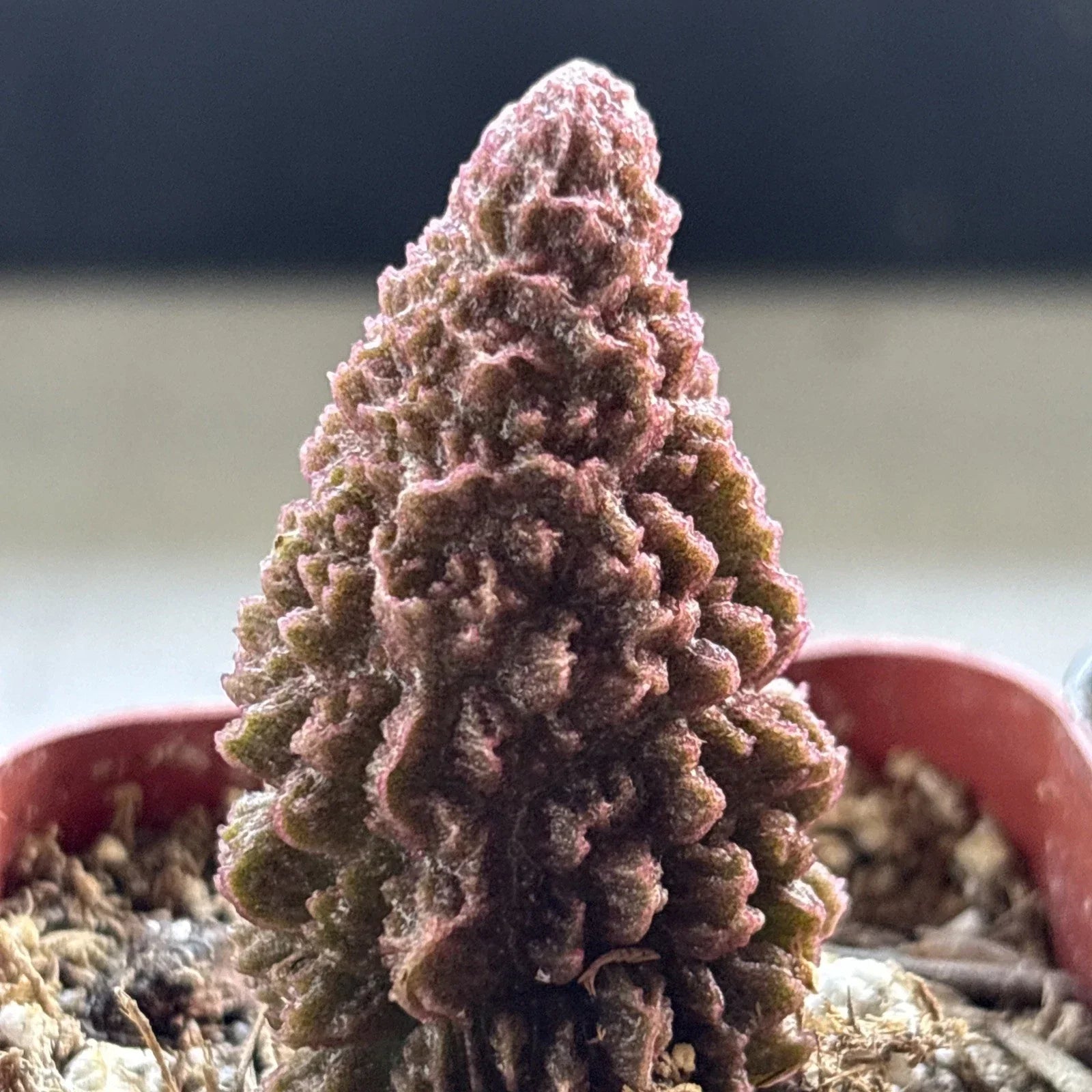 Adromischus marianae f. herrei Succulent Plant – Live Green Cactus for Indoor & Outdoor Decor