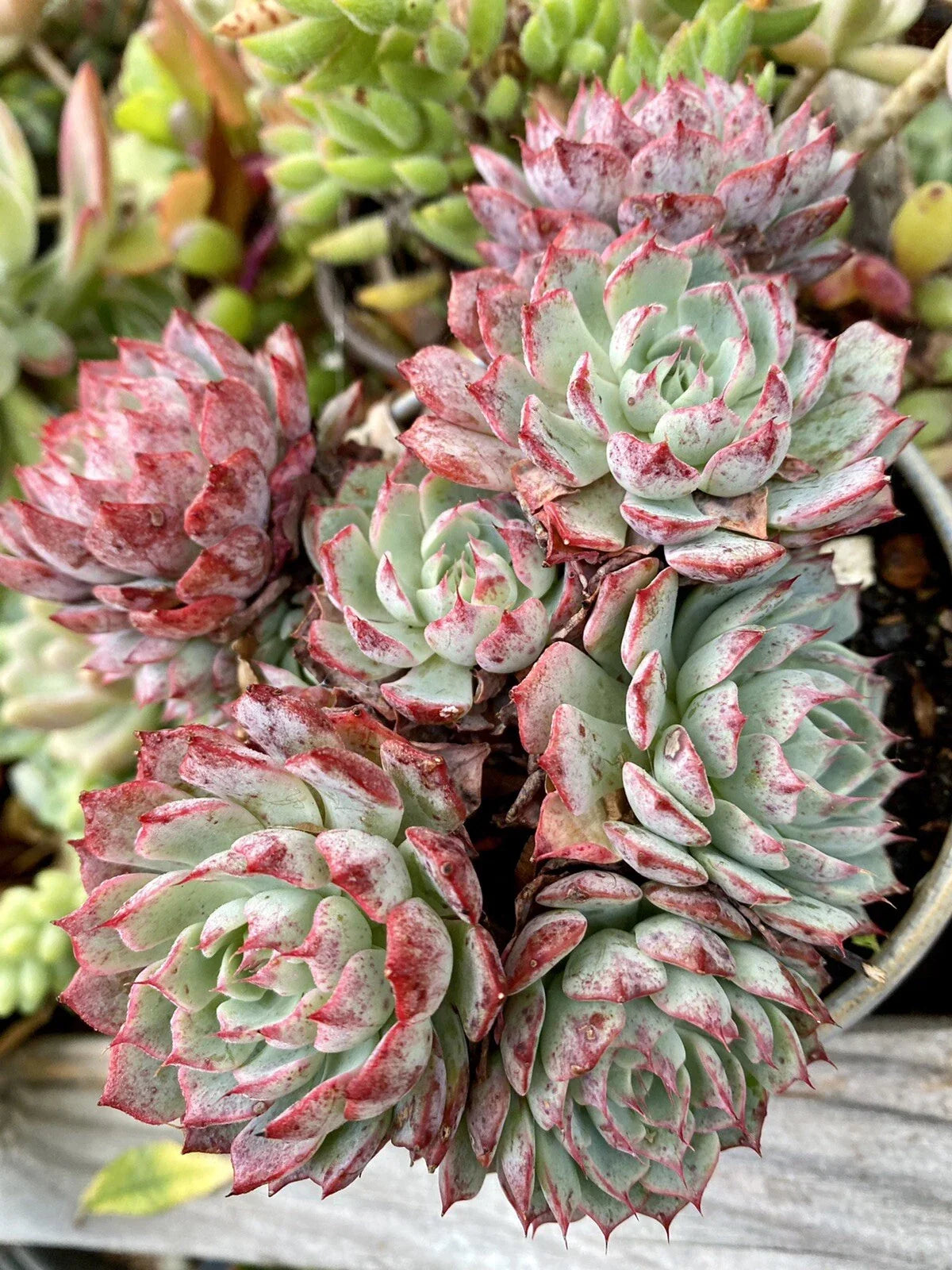 Rooted Succulent Plant 2-Inch Echeveria 'Rudolph' Red Rare, Low Maintenance Indoor Outdoor Gift