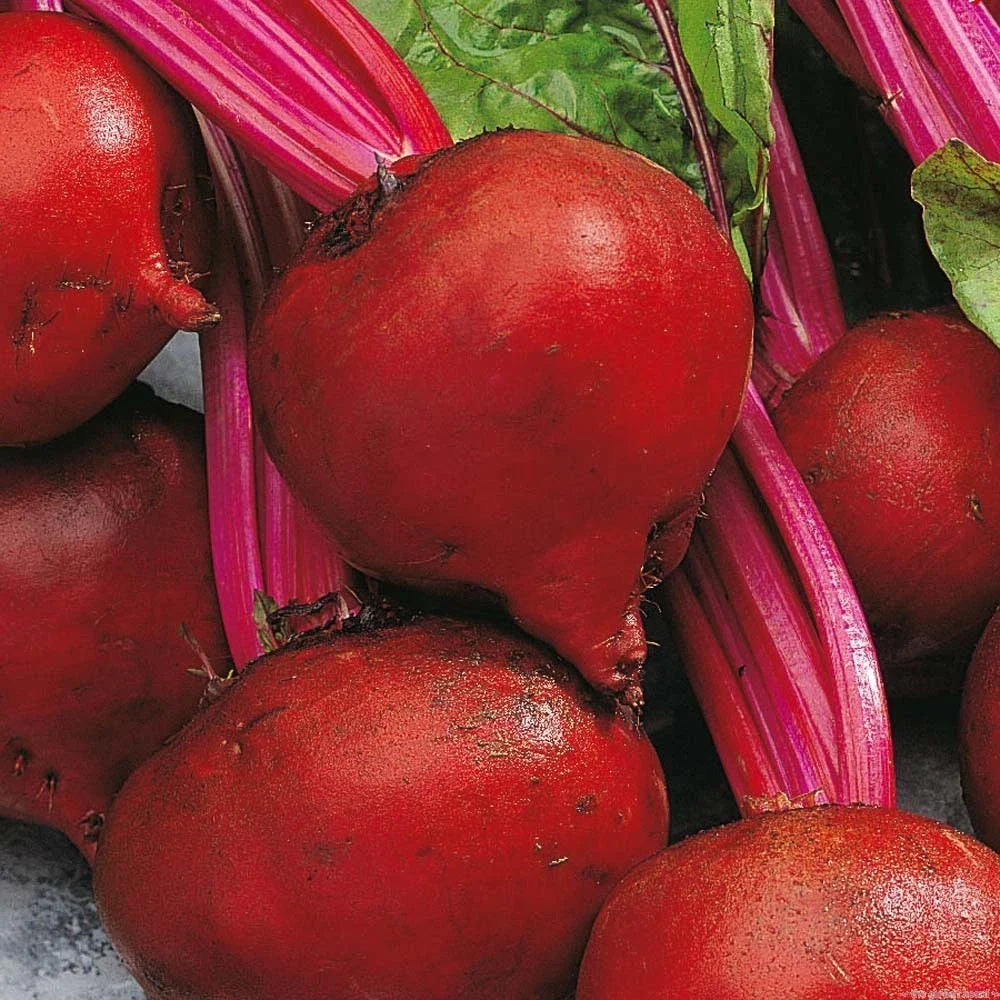Red Ace Beet Seeds – Organic Beta vulgaris for Home Gardening, Fresh Non-GMO, Easy to Grow, Rich Flavor, Packaged Seed Packet