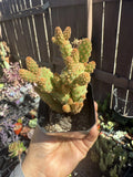 Mini Cinnamon Cactus Plant - Opuntia rufida minima - Small Succulent for Home Decor