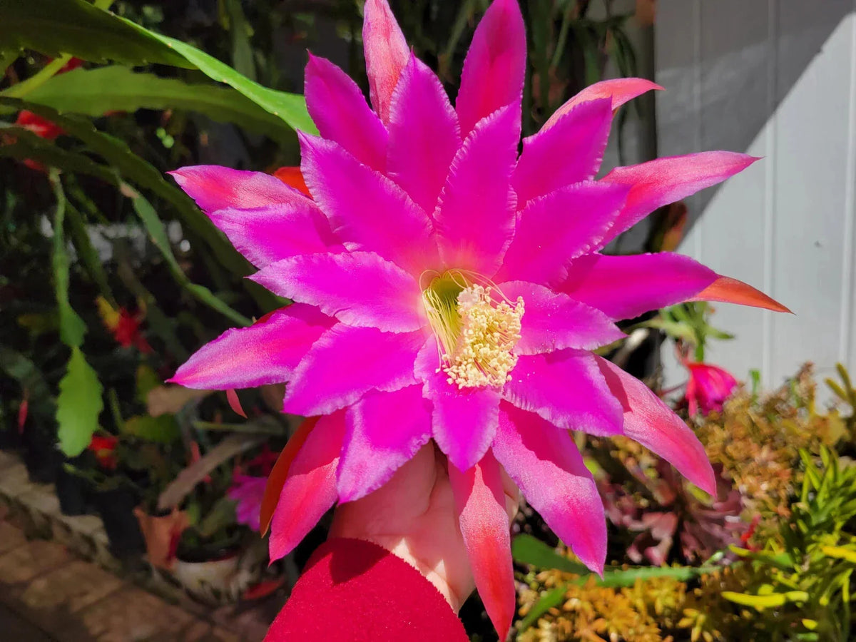 Epiphyllum Chanteuse Unrooted Cuttings 8-10 Inches - Exotic Succulent Cactus Plant