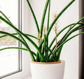 Snake Plant Cutting - Unrooted Sansevieria cylindrica Live Starter Plant for Indoor Air Purification and Easy Care