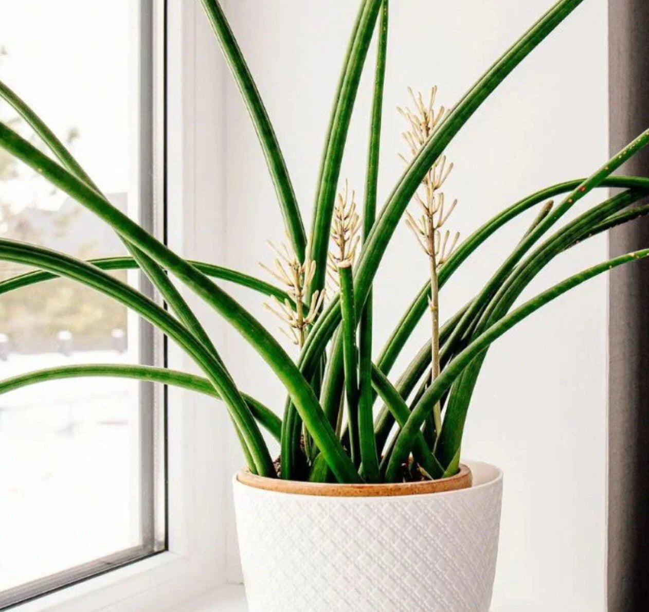 Snake Plant Cutting - Unrooted Sansevieria cylindrica Live Starter Plant for Indoor Air Purification and Easy Care