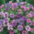 Bee Balm Seeds - 100 Blue Shades Monarda didyma Pollinator Attracting Perennial Seeds