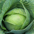 Golden Acre Cabbage Seeds - Non-GMO, Compact Brassica oleracea, Full Sun, Vegetable Seeds for Home Gardening