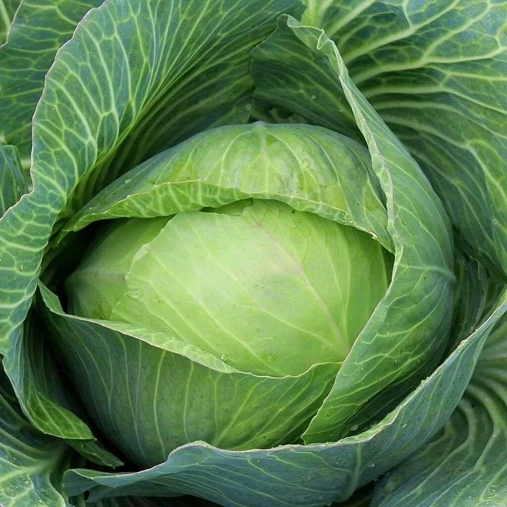 Golden Acre Cabbage Seeds - Non-GMO, Compact Brassica oleracea, Full Sun, Vegetable Seeds for Home Gardening