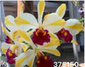 Cattleya Orchid Plant - Striped Yellow Flowers - Rhyncholaeliocattleya Fu Shu Glory ‘Happy Holidays’