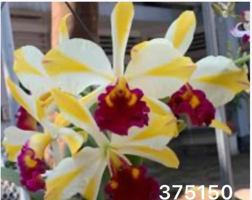 Cattleya Orchid Plant - Striped Yellow Flowers - Rhyncholaeliocattleya Fu Shu Glory ‘Happy Holidays’