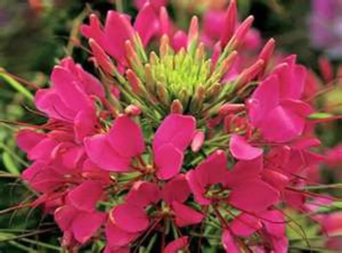 Raspberry Spider Seeds - 100 Pack Clome Spinosa Perennial Flower for Bees, Pollinator Garden, Full Sun to Partial Shade
