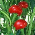 Red Sweet Cherry Pepper Seeds, Heirloom, Non-GMO, Capsicum annuum, 100+ Seeds for Garden, Container, or Indoor Growing
