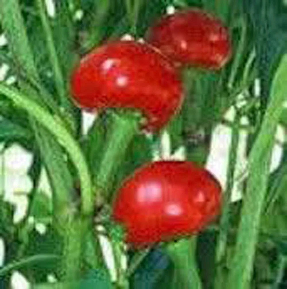 Red Sweet Cherry Pepper Seeds, Heirloom, Non-GMO, Capsicum annuum, 100+ Seeds for Garden, Container, or Indoor Growing