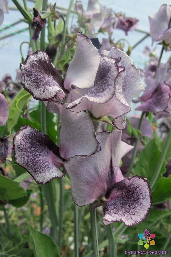Nimbus Sweet Pea Seeds - Climbing Flowering Vines, Fragrant, Lathyrus odoratus, 50 Seeds, USA Grown, Free Shipping