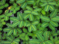 Water Mimosa Plant - Aquatic Tropical Marginal Surface Plant - Mimosa pigra - Live Potted Plant for Ponds & Water Gardens