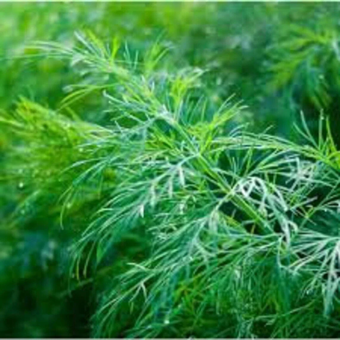 Dill Seeds - Dukat Variety - Non-GMO Anethum graveolens Culinary Herb Spice Seed Packet, Over 500 Seeds