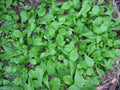 French Corn Salad Seeds – Valerianella locusta, 500+ Fresh Herb Seeds for Salad, Easy to Grow, Non-GMO, Annual Leafy Green Seed Pack