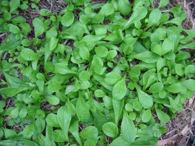 French Corn Salad Seeds – Valerianella locusta, 500+ Fresh Herb Seeds for Salad, Easy to Grow, Non-GMO, Annual Leafy Green Seed Pack