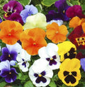 Pansy Seeds Swiss Giant Mix - Over 100 Non-GMO Biennial Flower Seeds in Vibrant Colors for Garden, Container & Border Planting