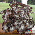 Super Curl Begonia Seeds - 25+ Pack for Garden Planting - Begonia x semperflorens - Tuberhybrida, Indoor & Outdoor, Vibrant Foliage