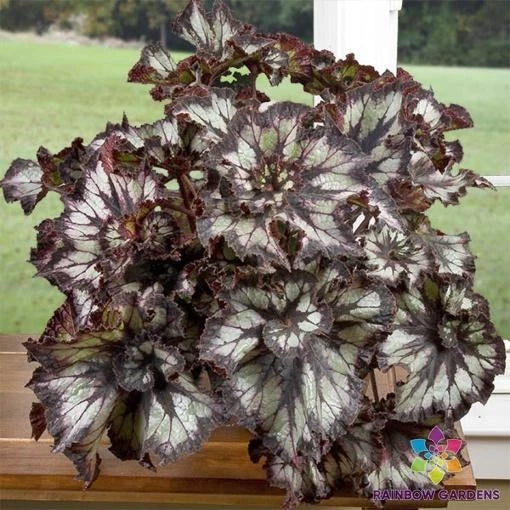 Super Curl Begonia Seeds - 25+ Pack for Garden Planting - Begonia x semperflorens - Tuberhybrida, Indoor & Outdoor, Vibrant Foliage