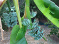 Musa Ice Cream Banana Tree - Blue Java Small Rooted Starter Plant