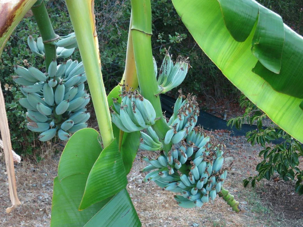 Musa Ice Cream Banana Tree - Blue Java Small Rooted Starter Plant