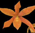 Guaricyclia QF Alani Pua Orchid Plant Aurantiaca - Bare Root Epiphytic Orchid for Indoor & Outdoor Gardening