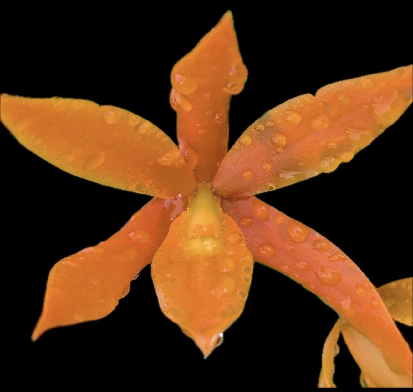Guaricyclia QF Alani Pua Orchid Plant Aurantiaca - Bare Root Epiphytic Orchid for Indoor & Outdoor Gardening