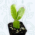 Christmas Cactus Plant 2-Inch Schlumbergera x buckleyi Indoor Succulent Houseplant