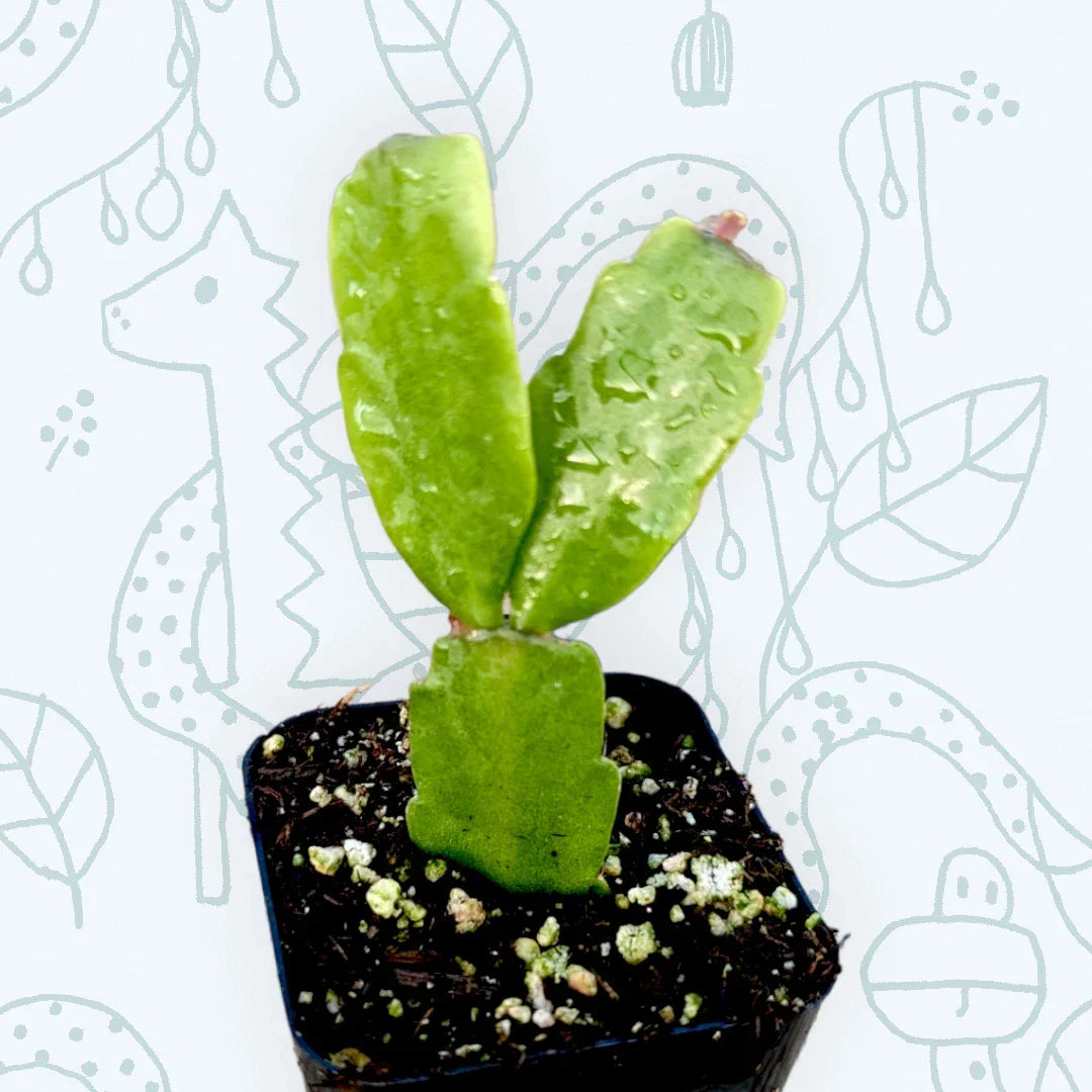 Christmas Cactus Plant 2-Inch Schlumbergera x buckleyi Indoor Succulent Houseplant