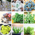 Rare Succulent Seeds Pack - 24 Varieties, Lithops Seeds, 100 Seeds, Indoor & Outdoor Gardening, Easy to Grow