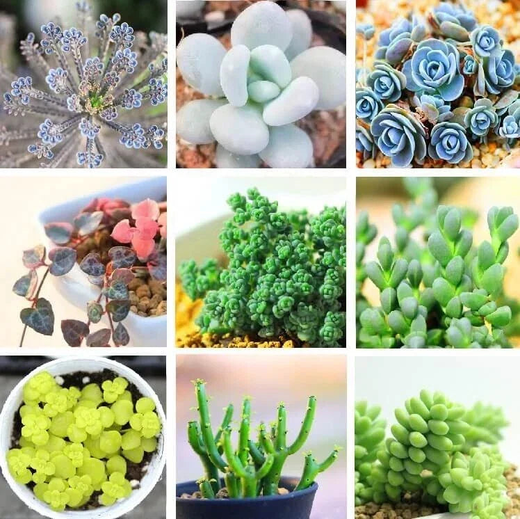 Rare Succulent Seeds Pack - 24 Varieties, Lithops Seeds, 100 Seeds, Indoor & Outdoor Gardening, Easy to Grow