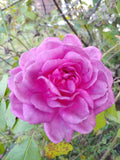 Lavender Crush Rose Cuttings 4-6 Inches, Edible Jelly & Drink, Fragrant Rosa spp.