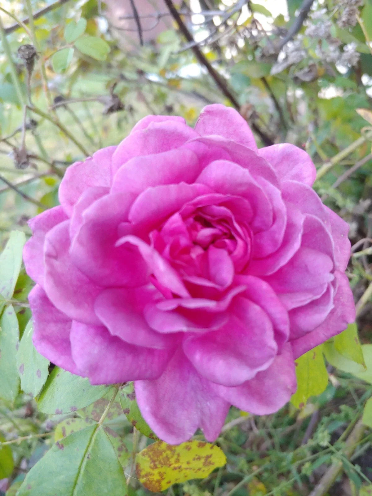 Lavender Crush Rose Cuttings 4-6 Inches, Edible Jelly & Drink, Fragrant Rosa spp.