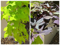Sweet Potato Cuttings 10 Pack Ipomoea batatas Chartreuse Blackie Rooted Clippings